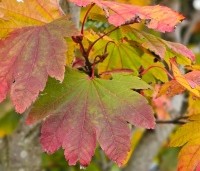Acer japonicum 'Vitifolium' - Japanse Esdoorn 'Vitifolium' - 1