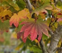 Acer japonicum 'Vitifolium' - Japanse Esdoorn 'Vitifolium' - 2
