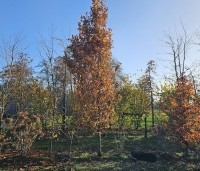 Quercus robur 'Fastigiata' - Zomereik - 1