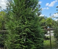 Thuja plicata 'Atrovirens' - wintergroene levensboom - 1