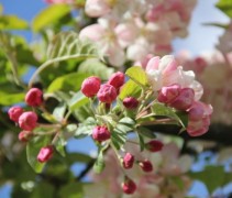 Evereste knoppen rood en bloemen wit, een prachtige boom voor uw tuin