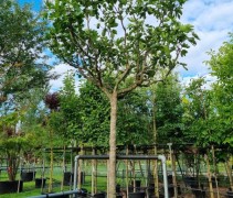 Ficus carica