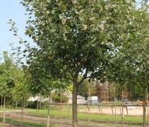 Malus domestica 'Rode Boskoop'  