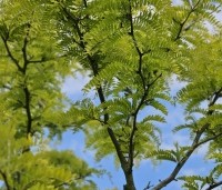 Gleditsia triacanthos 'Sunburst' - Valse christusdoorn - 2