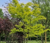 Gleditsia triacanthos 'Sunburst' - Valse christusdoorn - 1