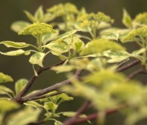 Cornus controversa variegata