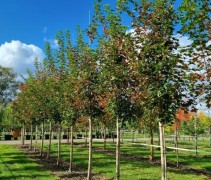 esdoorn