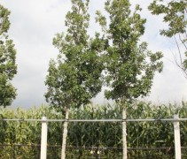 Quercus x Turneri 'Pseudoturneri'
