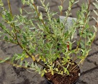 Salix integra 'Hakuro Nishiki' - Bonte wilg - 2