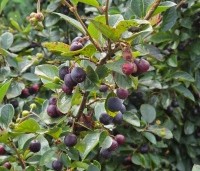 Cotoneaster lucidus - Glanzende dwergmispel - 3