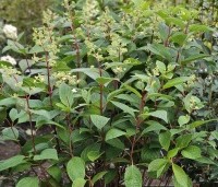 Hydrangea paniculata 'Pinky Winky' - Pluimhortensia 'Pinky Winky' - 2