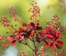 Cotinus coggygria ‘Royal Purple’