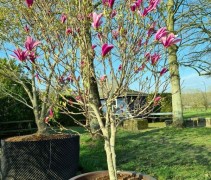 Magnolia Susan