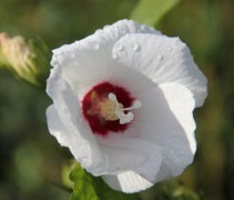 Hibiscus syr Red Heart