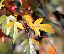 Malus Toringo Freja