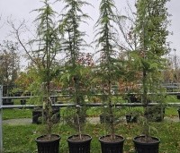 Cedrus deodara 'Aurea' - Himalayaceder 'Aurea' - 300-350 cm in sleuvenpot