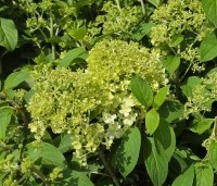 Hydrangea paniculata 'Bobo' - Dwerg Pluimhortensia 'Bobo' - 2