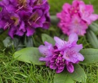 Rhododendron 'Catawbiense Grandiflorum' - Rododendron 'Catawbiense Grandiflorum' - voorgrond. rechts Roseum Elegans. Links Marcel Menard paars