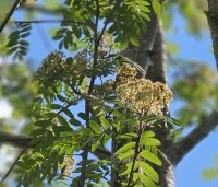 Sorbus aucuparia - Lijsterbes - 3