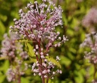 Ceanothus x pallidus 'Marie Simon' - Amerikaanse sering  'Marie Simon' - 2