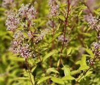 Ceanothus x pallidus 'Marie Simon' - Amerikaanse sering  'Marie Simon' - 3