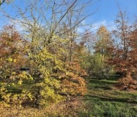 Fagus sylvatica - Groene beuk - gemengde haag met grote struiken veldesdoorn, beuk, tamme kastanje enz.