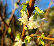 Lonicera Fragantissima