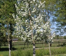 Malus Golden Hornet