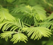 Naalden Metasequoia glyptostroboides