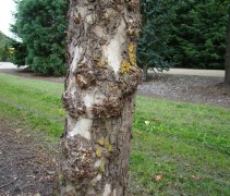 Platanus orientalis, stam