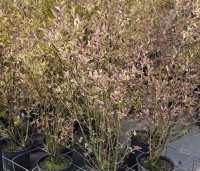 Ligustrum ovalifolium - Haagliguster - herfstverkleuring