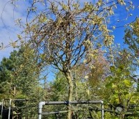 Wisteria brachybotrys 'Shiro Kapitan' - Witte regen - 3