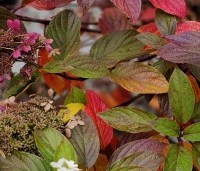 Hydrangea paniculata 'Pinky Winky' - Pluimhortensia 'Pinky Winky' - najaar