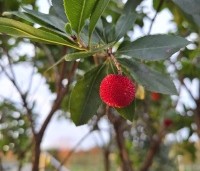 Arbutus unedo - Aardbeiboom - 3