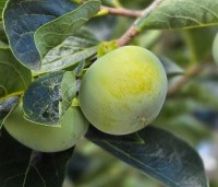Diospyros 'Nikita's Gift' - Kaki boom 'Nikita's Gift' - 2