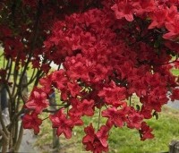 Rododendron Azalea 'Stewartstonian' - Azalea 'Stewartstonian' - 6