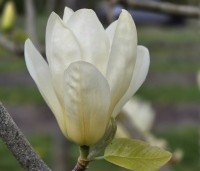 Magnolia 'Yellow River' - Magnolia 'Yellow River' - 1