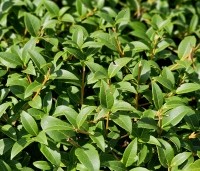 Osmanthus x burkwoodii - Schijnhulst - 1