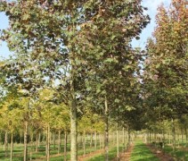 Acer pseudoplatanus atro