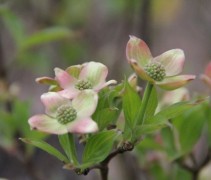 Cornus Stellar Pink
