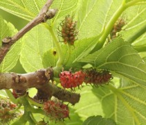 Morus alba 'Macrophylla' detail