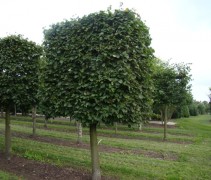Tilia cordata blokvorm opstam