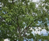 Juglans regia - Walnoot - 4