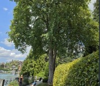 Acer pseudoplatanus - Gewone esdoorn - 3