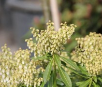 Pieris japonica Debutante in bloei