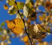 Betula pubescens - Zachte Berk - 3