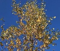 Betula pubescens - Zachte Berk - herfst