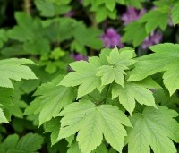 Acer pseudoplatanus - Gewone esdoorn - 2