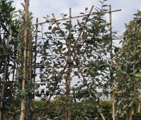 Elaeagnus ebbingei - Olijfwilg - 1