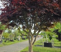 Acer palmatum 'Bloodgood' - Japanse esdoorn - 2
